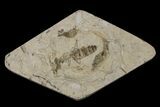 Fossil March Fly (Plecia) - Green River Formation #154489-1
